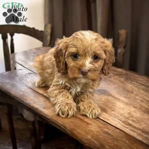 Pluto, Cavapoo Puppy